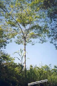 Big Rudraksha Tree